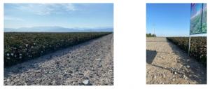 新疆棉花种植基地盐碱地修复